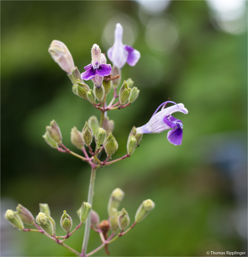 Armleuchter - Salbei (Salvia candelabrum) . ..... ...