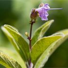 Armleuchter - Salbei (Salvia candelabrum)