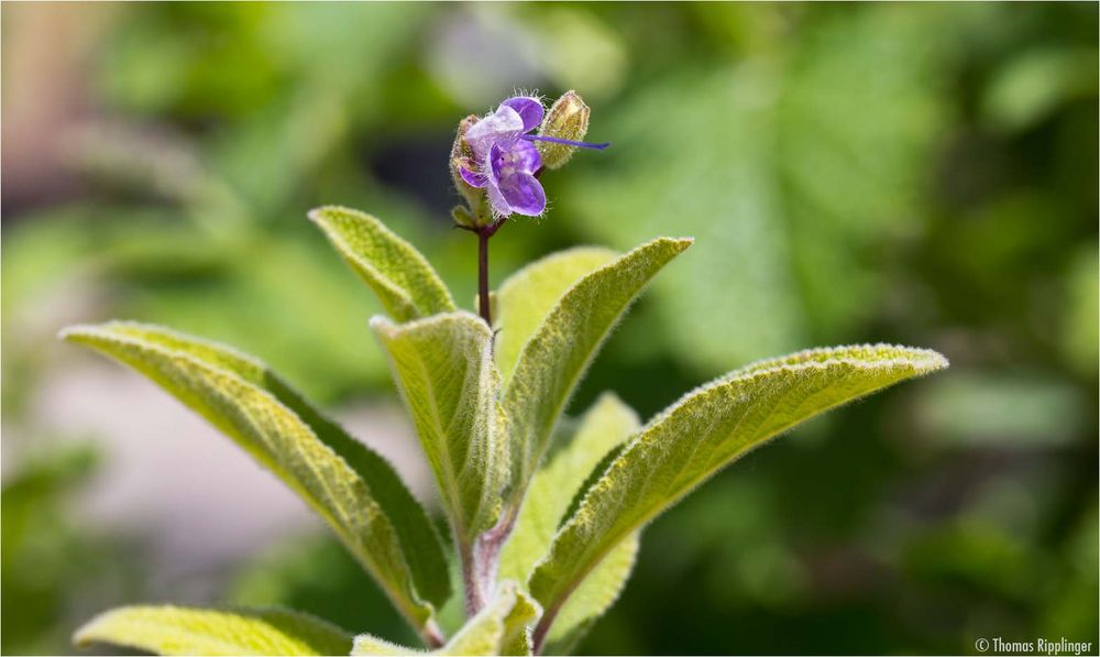 Armleuchter Salbei (Salvia candelabrum)... Foto & Bild pflanzen