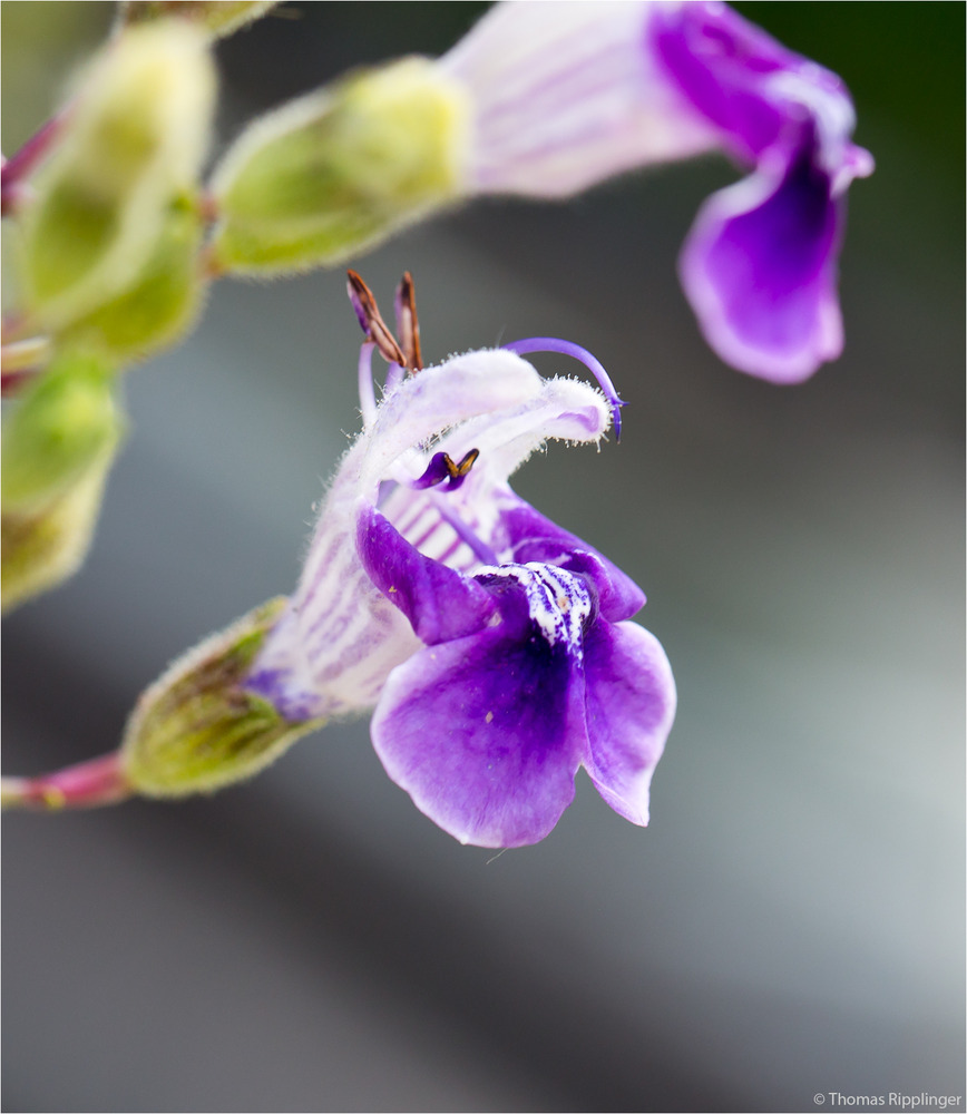 Armleuchter - Salbei (Salvia candelabrum) . ..