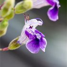 Armleuchter - Salbei (Salvia candelabrum) . ..