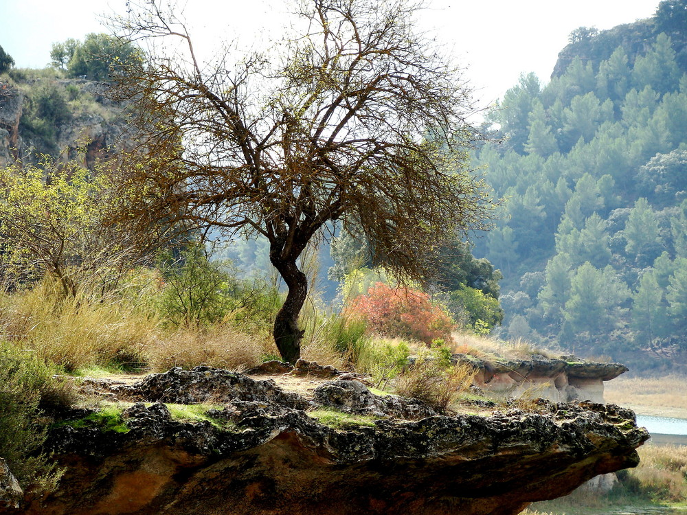 Armonia de colores ( Lagunas de Ruidera)