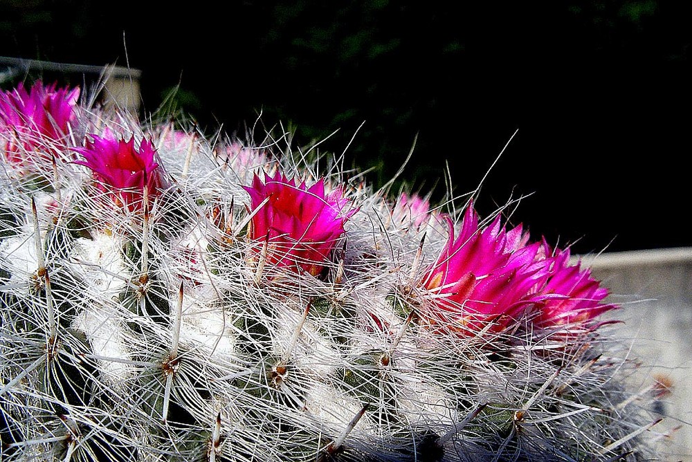 Armonia della Natura