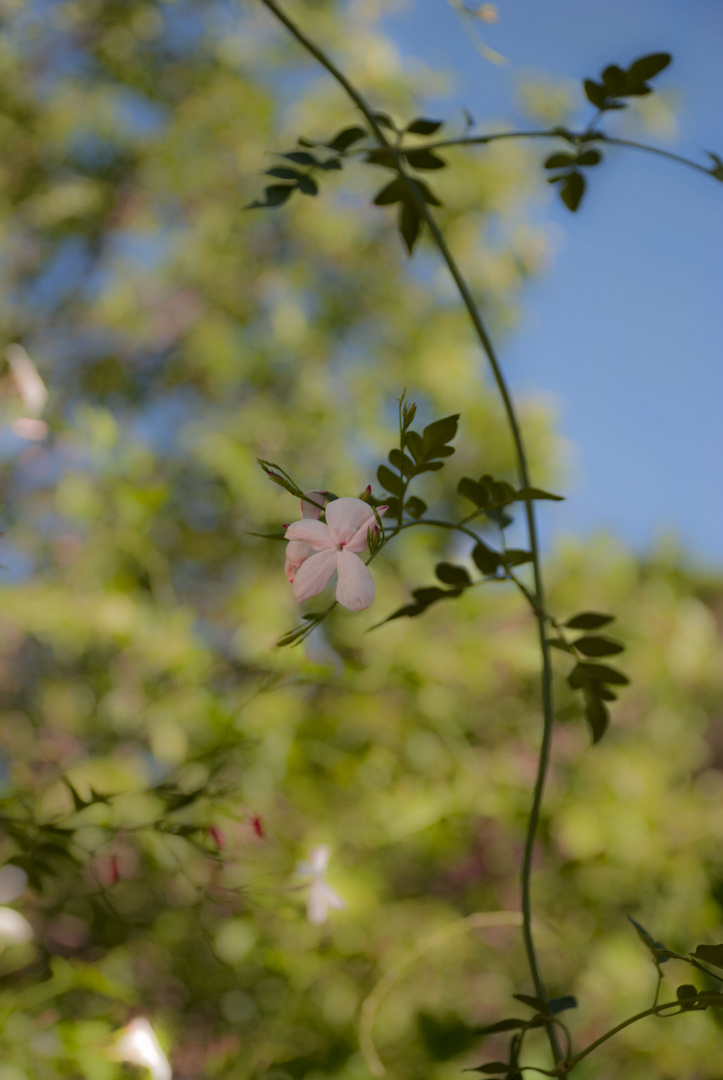 armonia in rosa