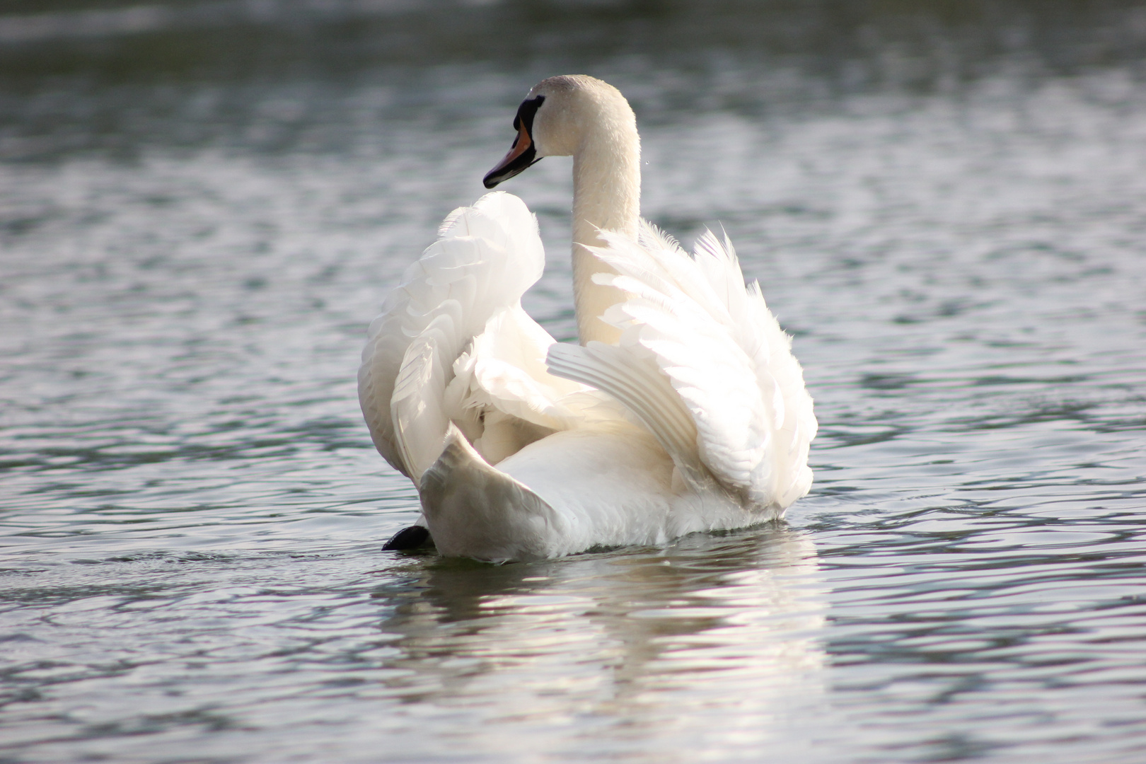 armonia sul lago