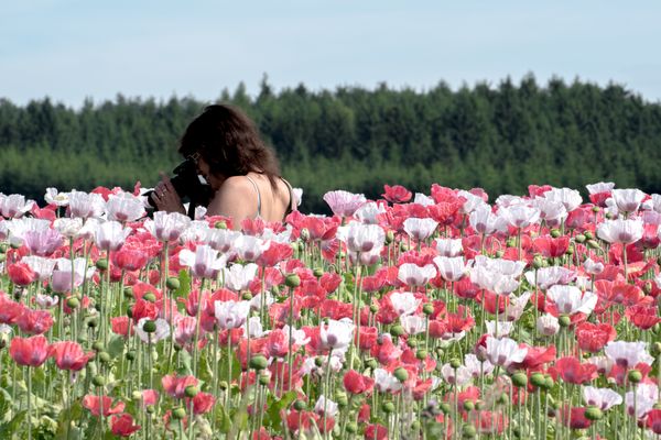 Armschlag, Mohndorf im Waldviertel, Österreich