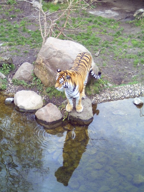 Armurtiger, Zoo Leipzig