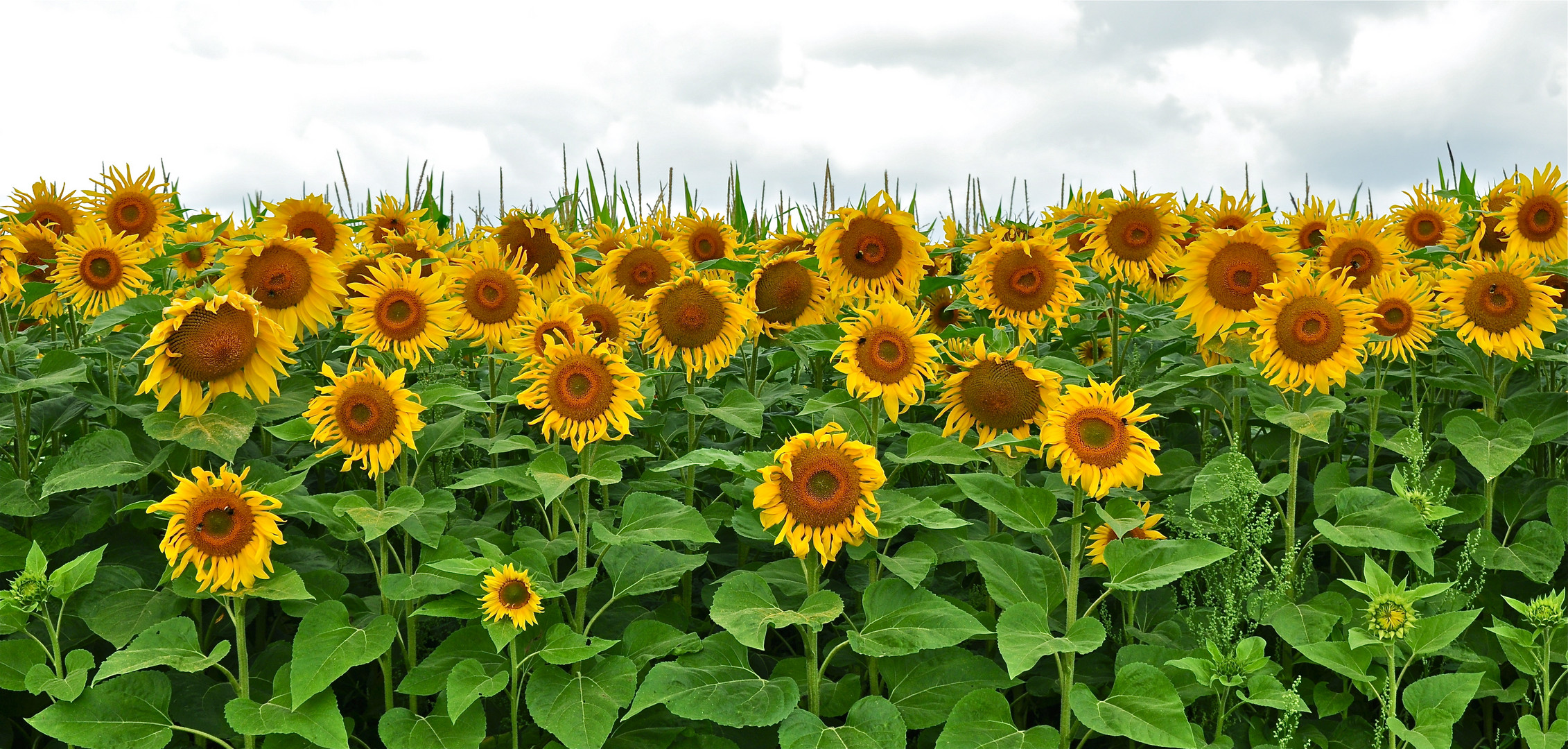 Army of Flowers