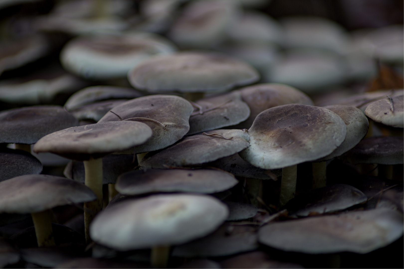 army of shrooms