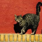 Arnager (Bornholm) - Dorfkater vor roter Hauswand