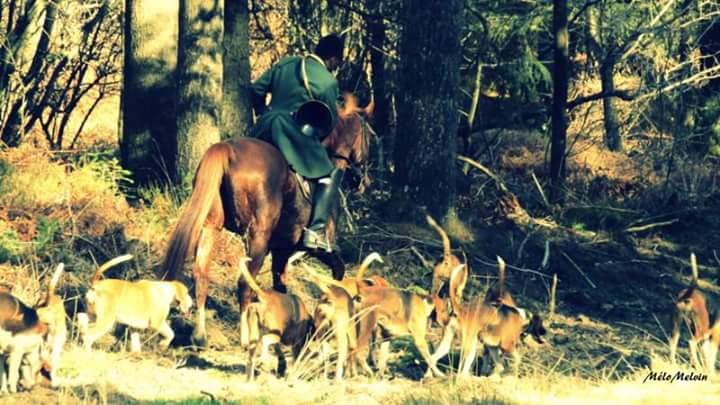 Arnaud et les chiens