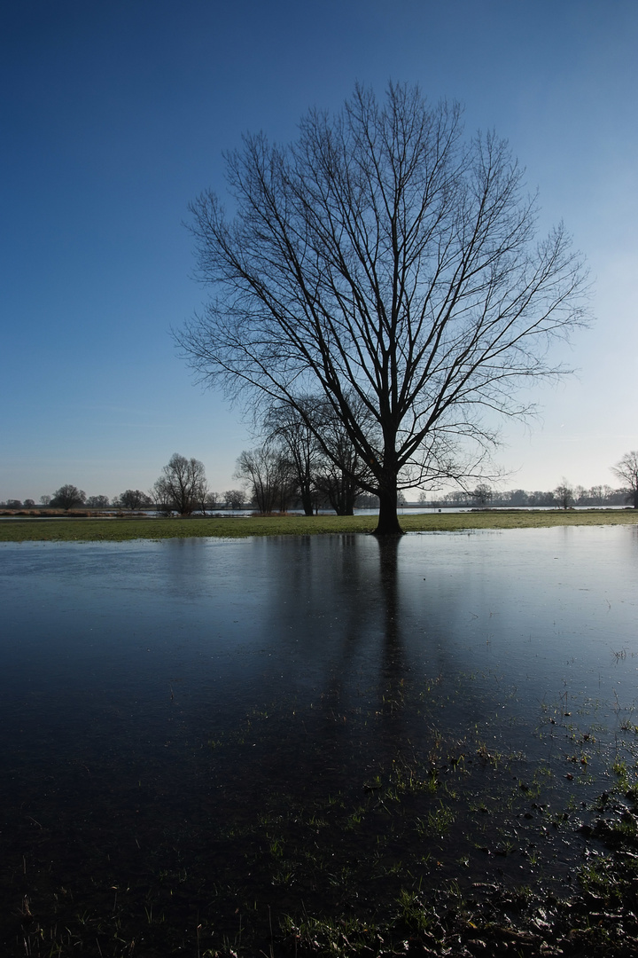 Arneburg - Elbe Marina flussaufwärts, symmetrischer Baum