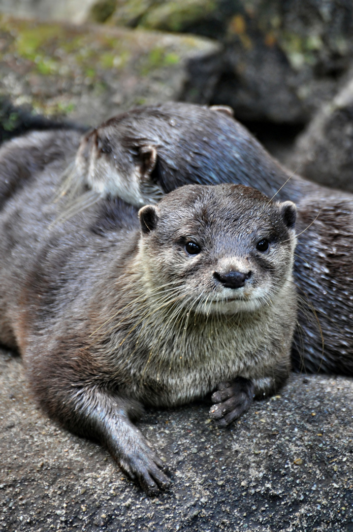 Arnheim - Burgers Zoo ....