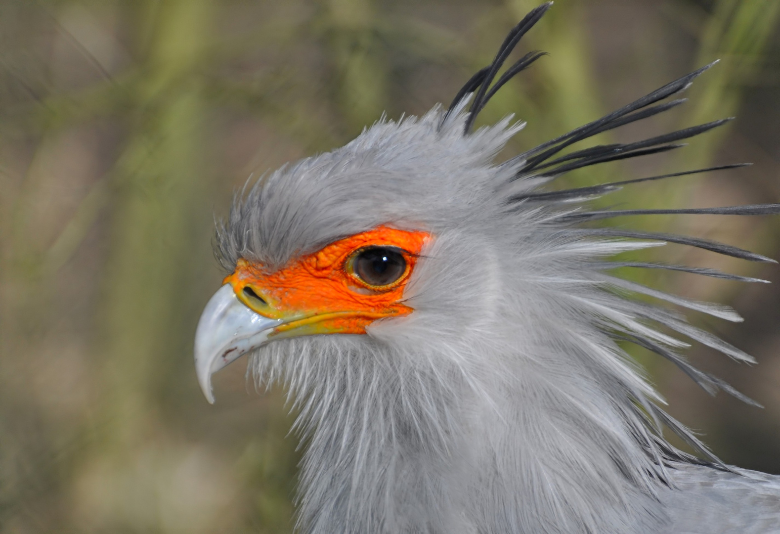 Arnheim - Burgers Zoo .