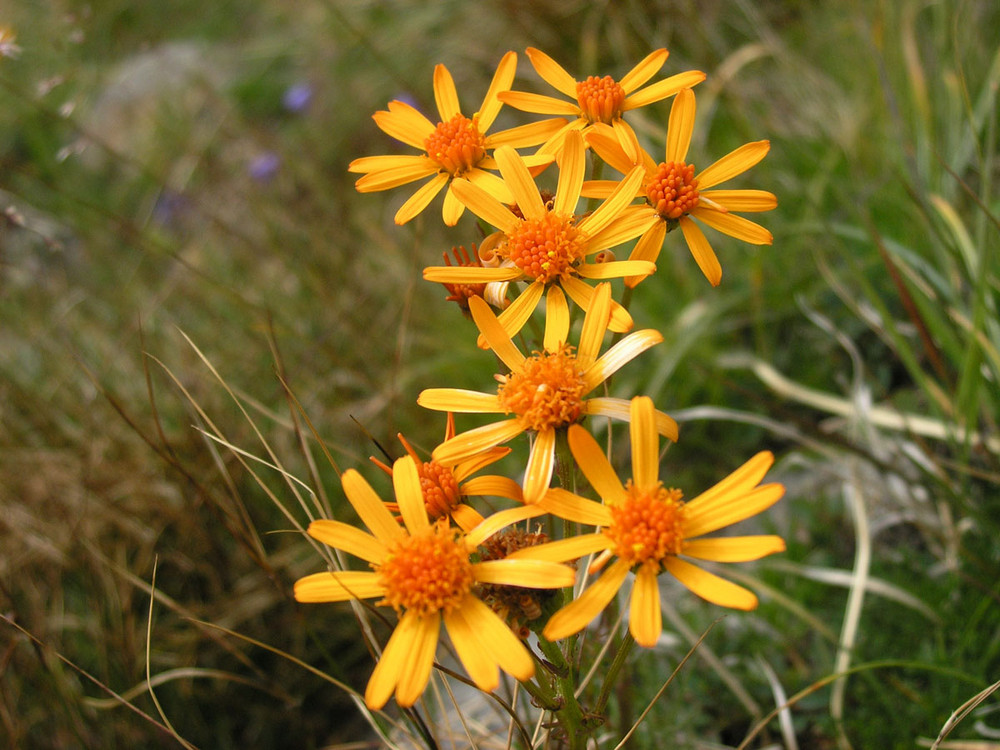 arnica