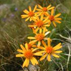 arnica