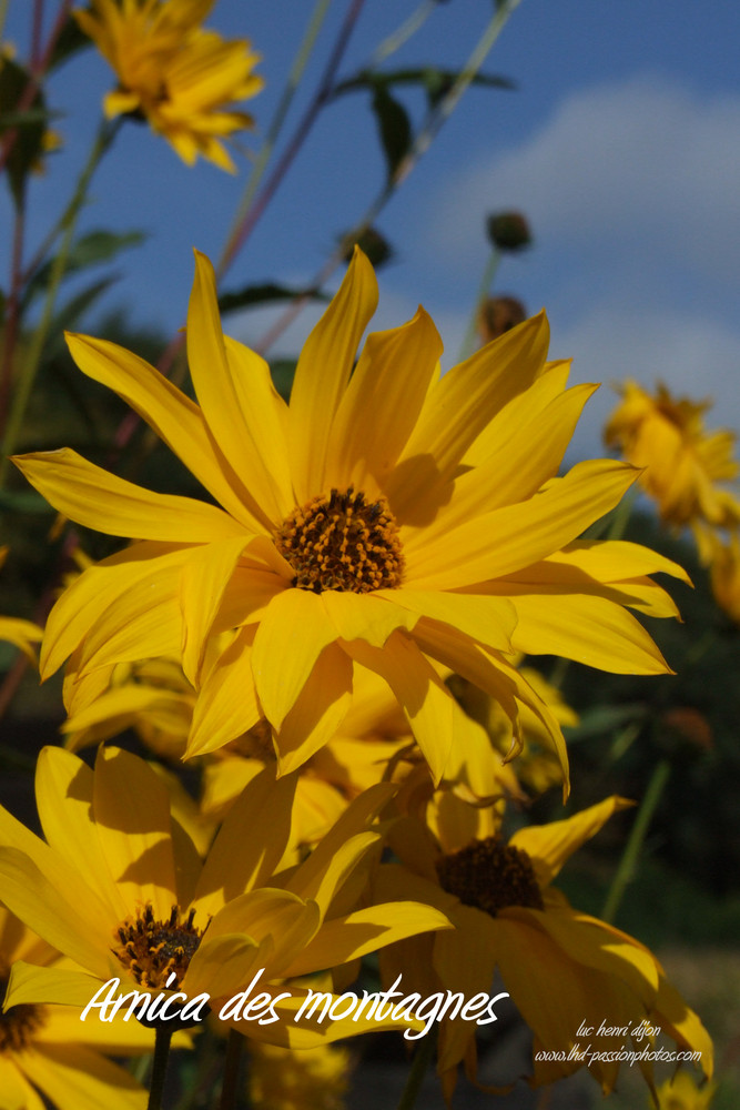 Arnica