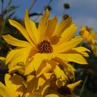 Arnica