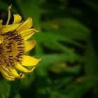 Arnica