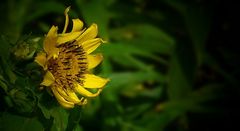 Arnica