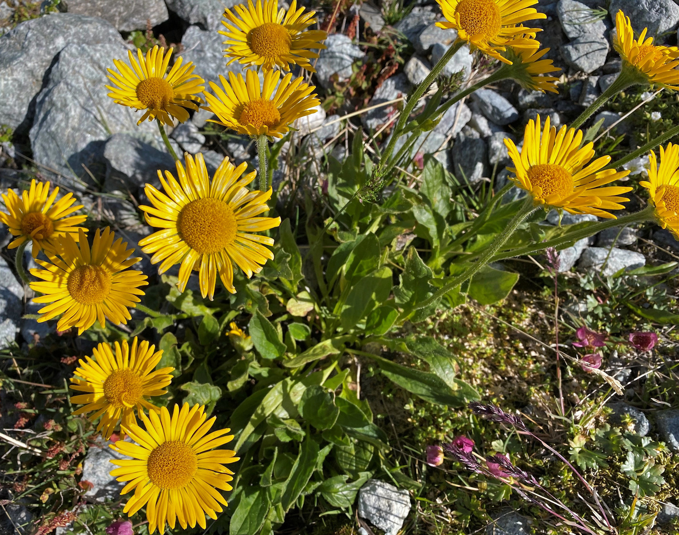 Arnica