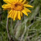 Arnica