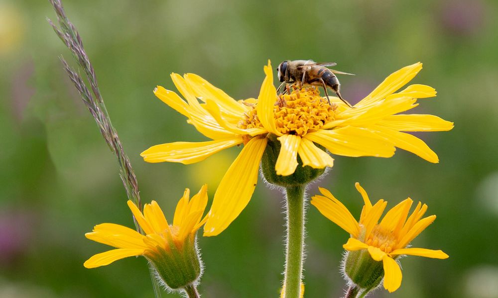 Arnica