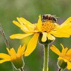 Arnica