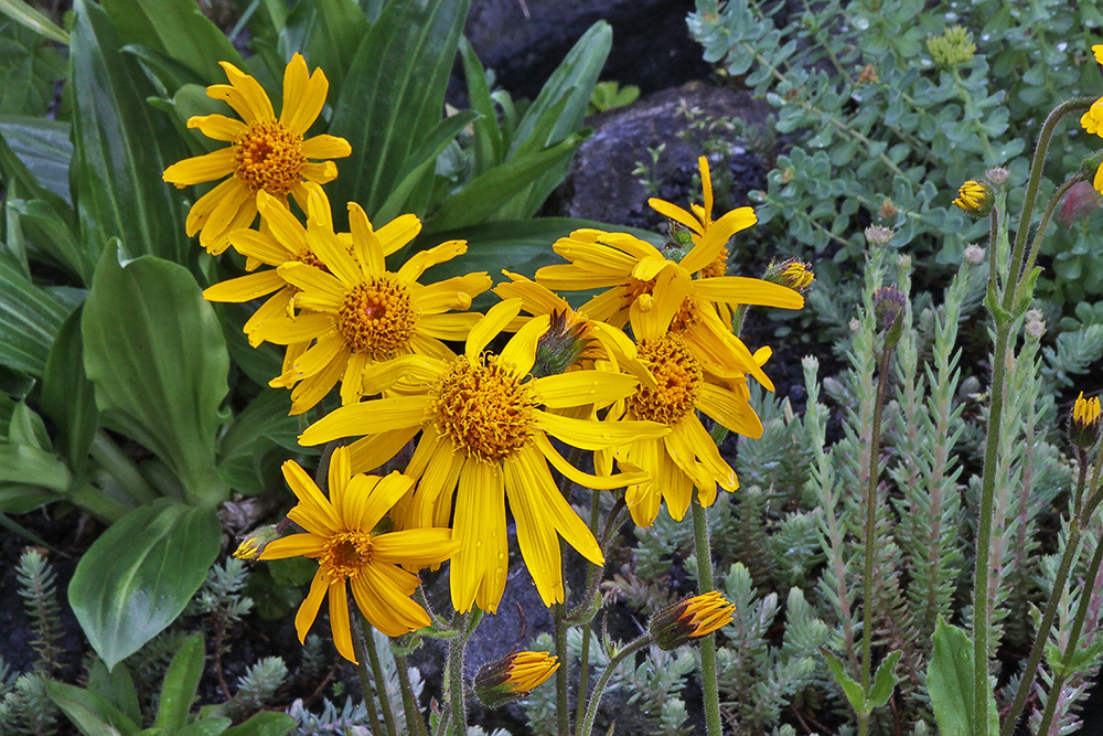 Arnica