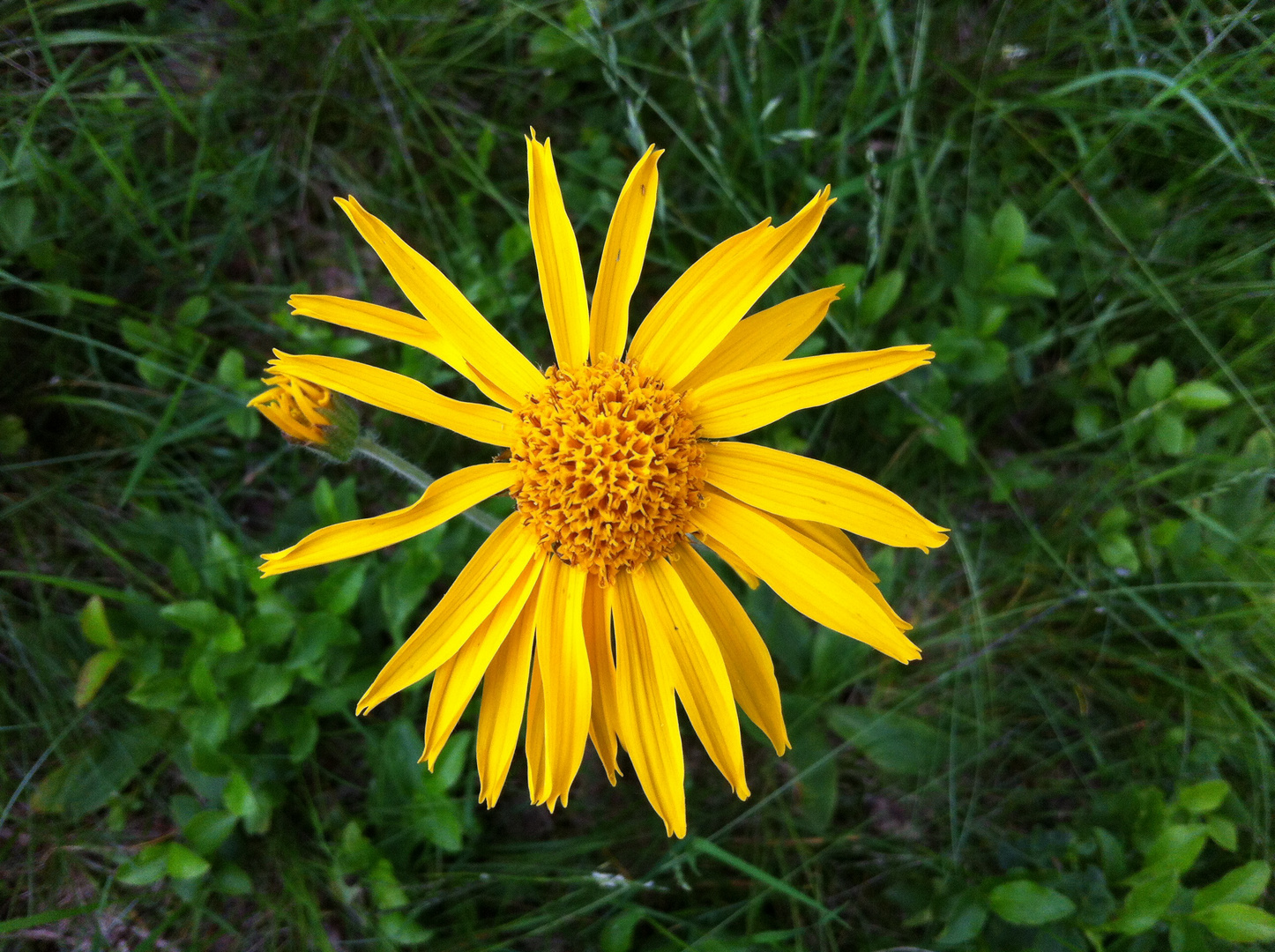 Arnica montana