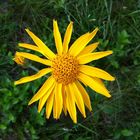 Arnica montana