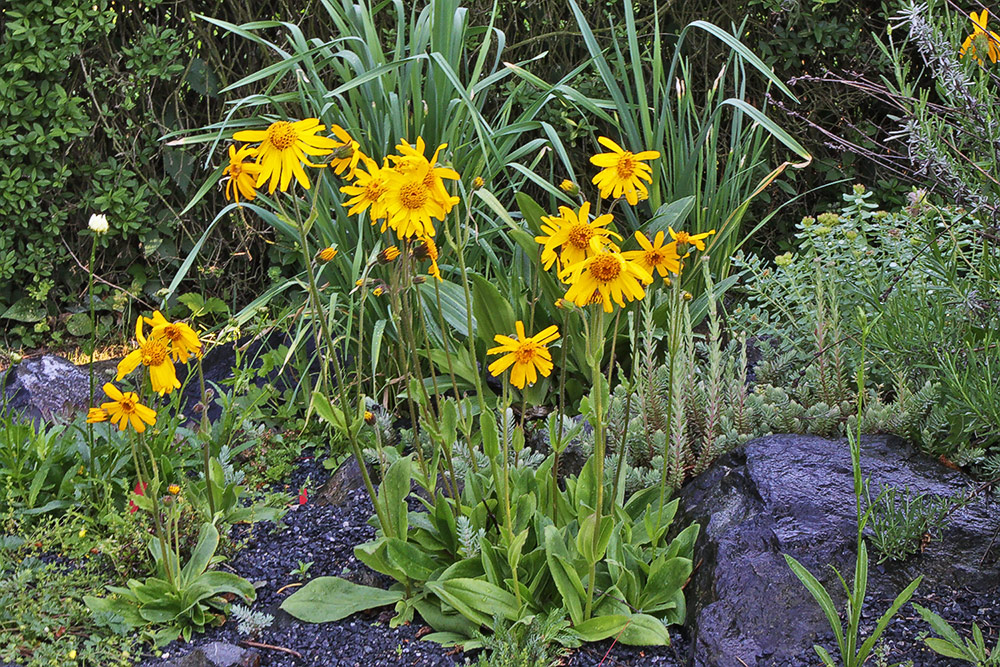 Arnica montana