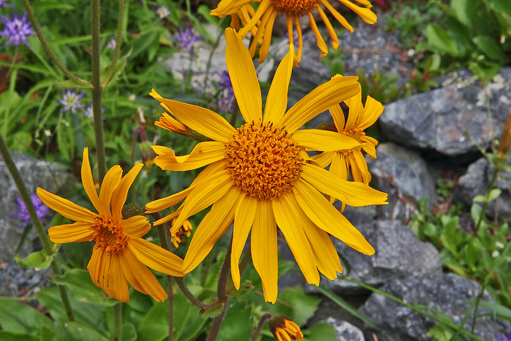 Arnica montana