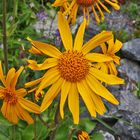 Arnica montana