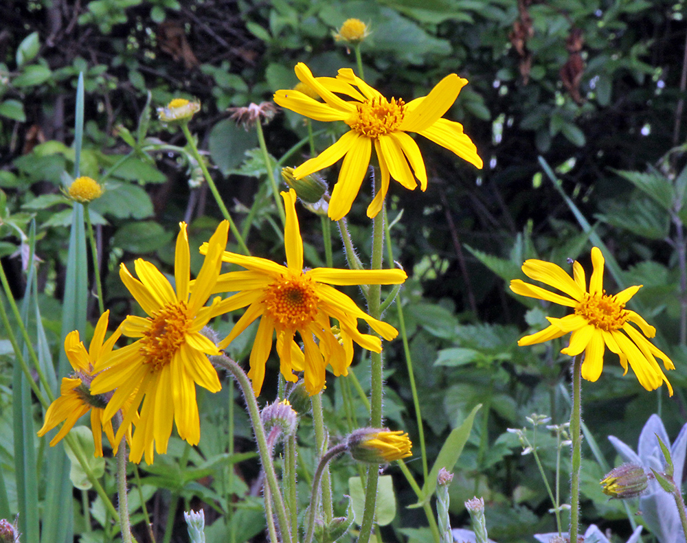 Arnica montana