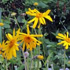 Arnica montana