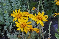 Arnica montana