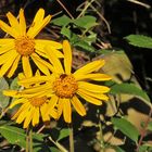 Arnica montana