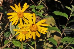 Arnica montana