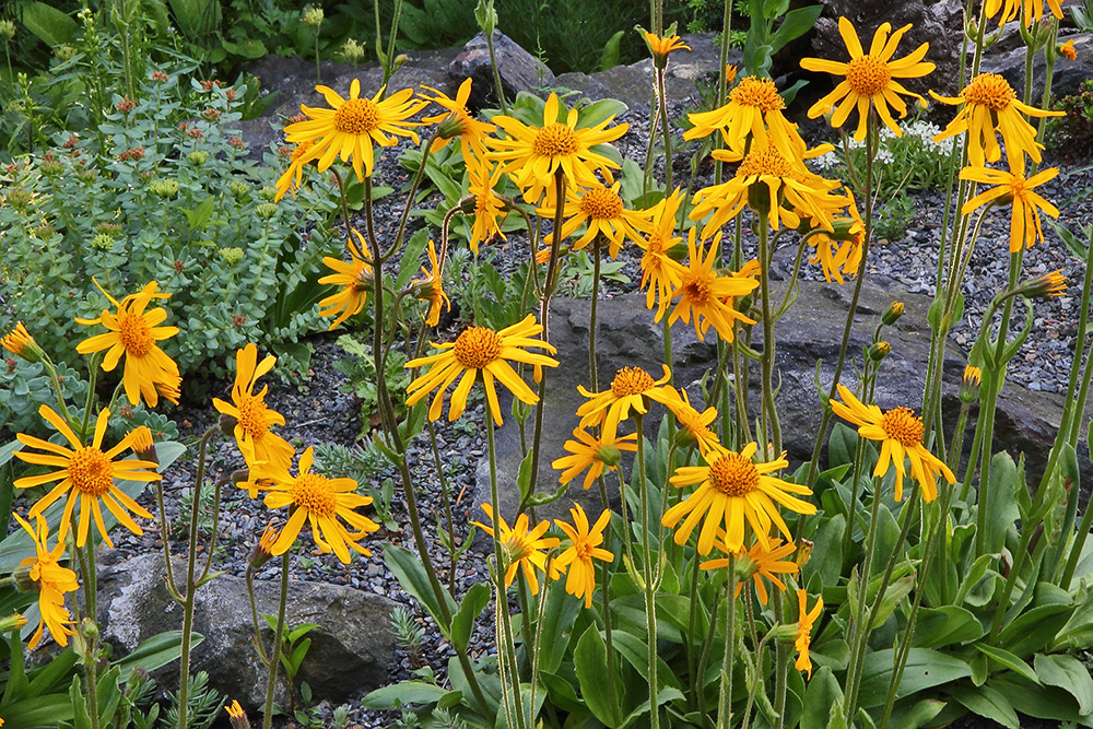 Arnica montana