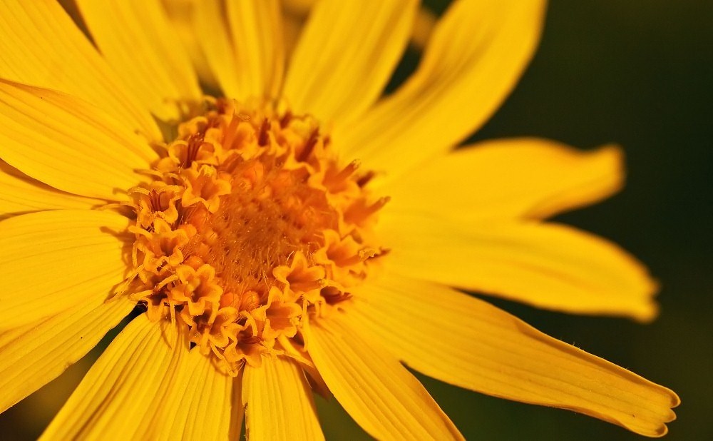 Arnica montana