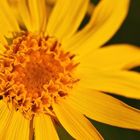 Arnica montana