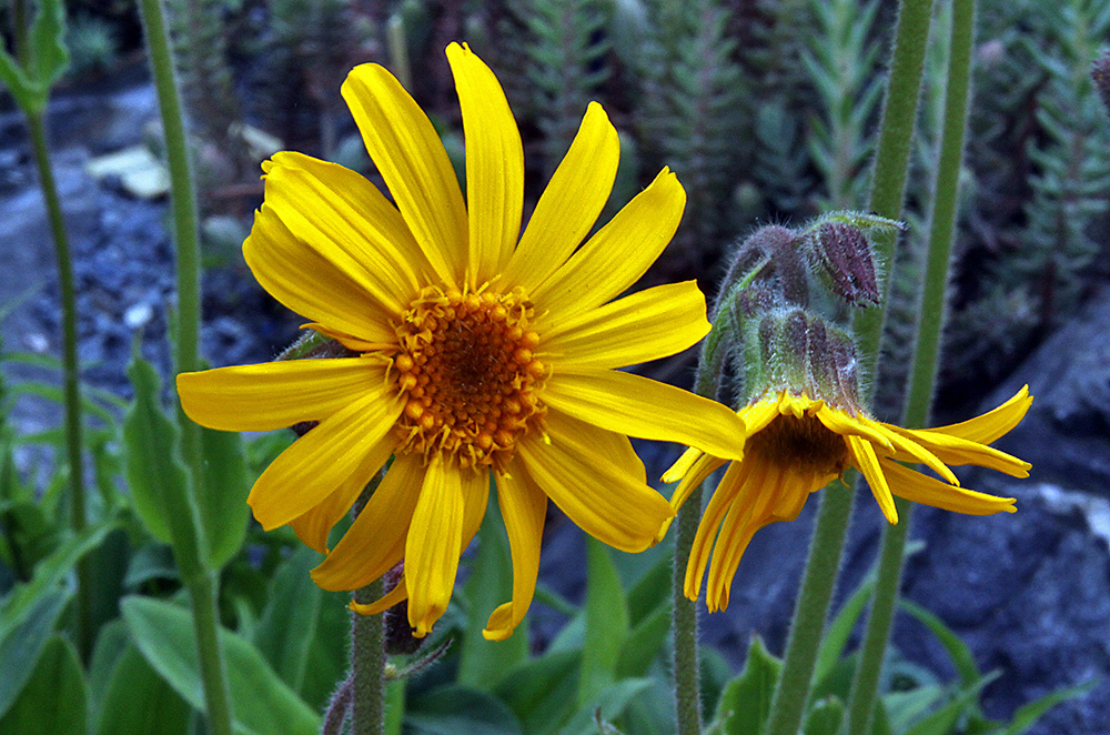 Arnica montana Arnika im Alpinum Foto & Bild pflanzen, pilze