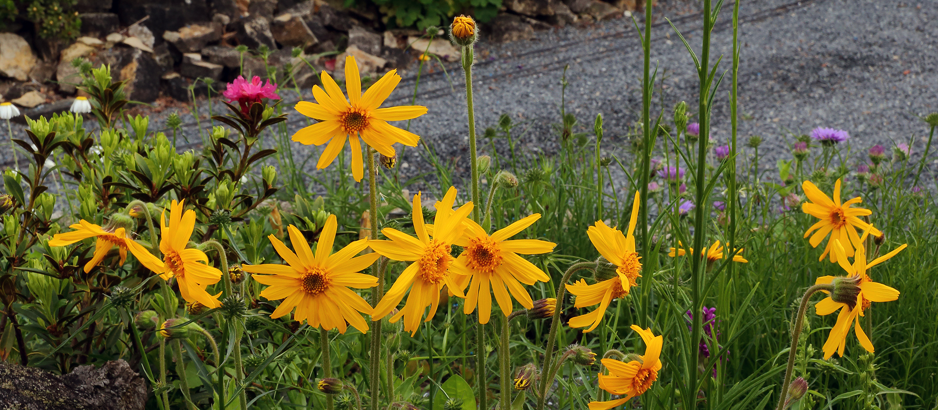 Arnica montana - Arnika  im Alpinum auf den "saueren" Beeten