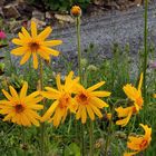 Arnica montana - Arnika  im Alpinum auf den "saueren" Beeten