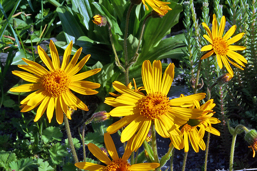 Arnica montana Arnika im Alpinum Foto & Bild pflanzen, pilze