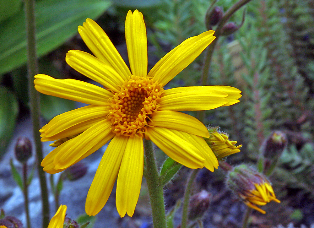 Arnica montana Arnika oder Wohlverleih Foto & Bild pflanzen, pilze