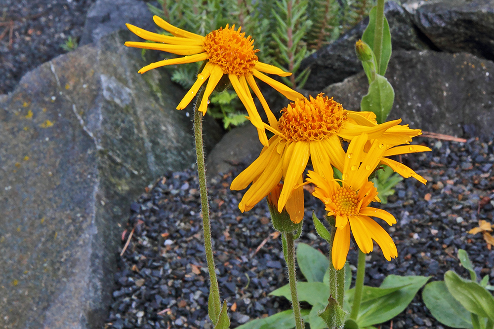 Arnica montana