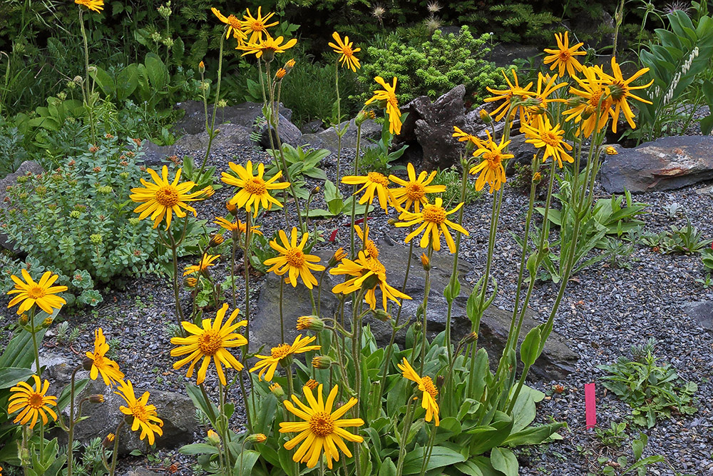 Arnica montana