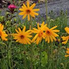 Arnica montana - Echte Arnika  in meinem Garten...